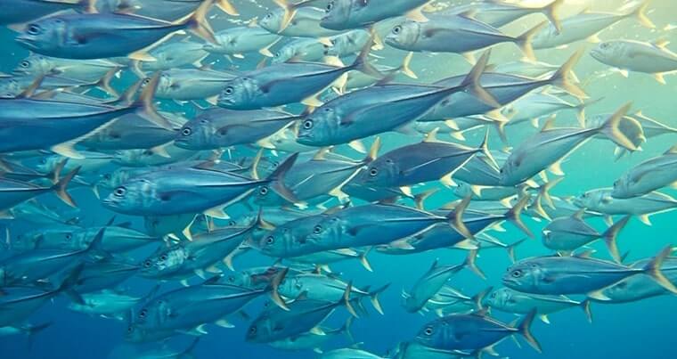  Ton balığınızın türü nedir? Hangi denizlerden avlanmaktadır?