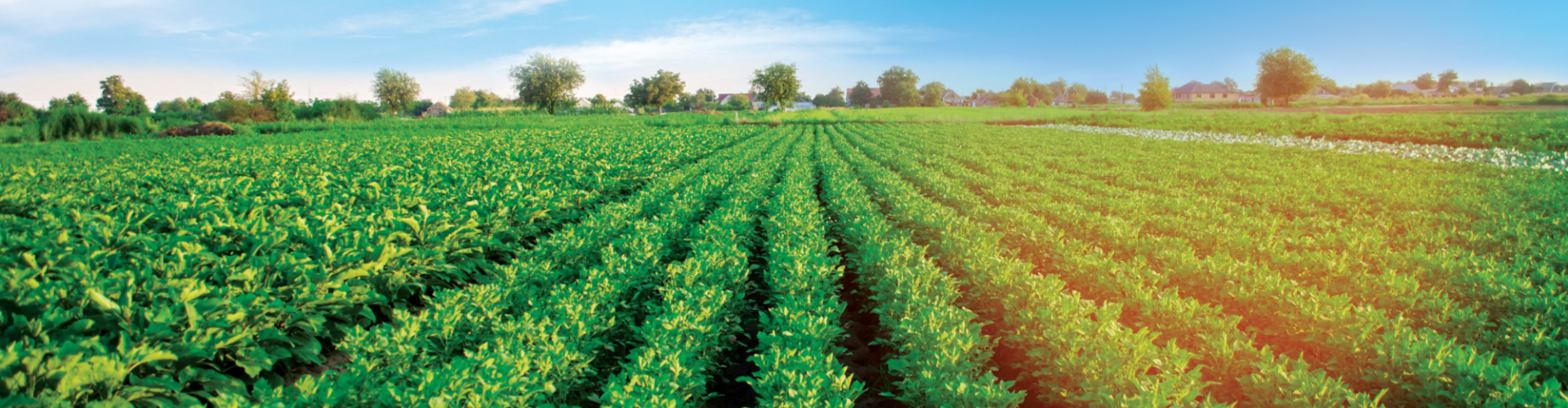 A Flavor Journey from the Field to the Table